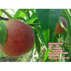 黄石桃树苗|枣阳桃花岛|桃树苗种植技巧