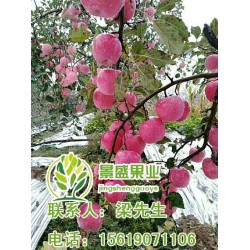 陕西洛川苹果,陕西洛川苹果批发,景盛果业(