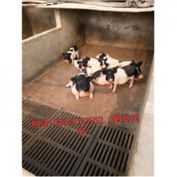 藏香猪养殖场山东昌邑市周边有养殖巴马香猪