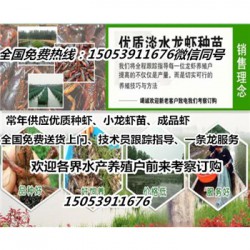 张北县哪里有龙虾苗卖—小龙虾育苗育种基地