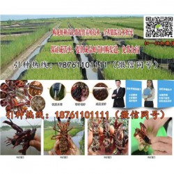 温州青红小龙虾苗价格淡水龙虾苗养殖条件