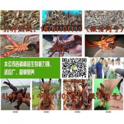 湖南青红龙虾种苗批发小龙虾苗养殖技术指导