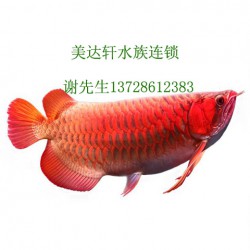 深圳南山观赏鱼供应厂商，找美达轩水族