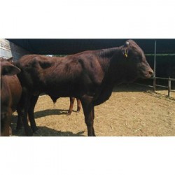安徽300斤的夏洛莱肉牛犊一头多少钱