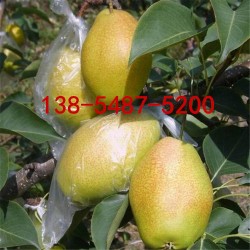 出售2公分梨树、3公分4公分梨树苗成活率高