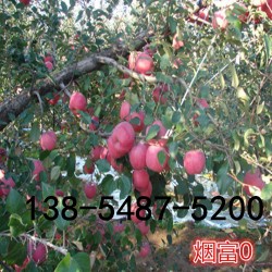 供应苹果苗-红富士苹果苗多少钱一株