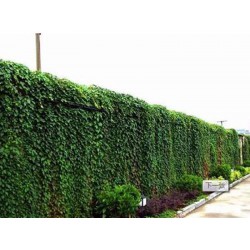 金昌垂直绿化——兰州垂直绿化公司