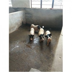 藏香猪养殖场浙江丽水市周边哪有卖小巴马香